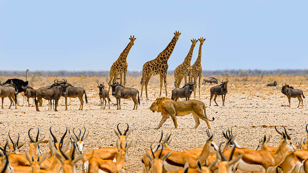 Löwe pirscht vorbei an Springböcken, Gnus und Giraffen an der weiten Pfanne des Etosha Nationalparks in Namibia
