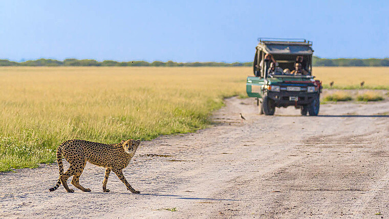 Gepard in Savanne mit Safari Geländewagen