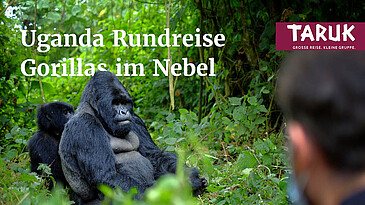 Gorilla Junges bei der Mutter im Regenwald in Uganda