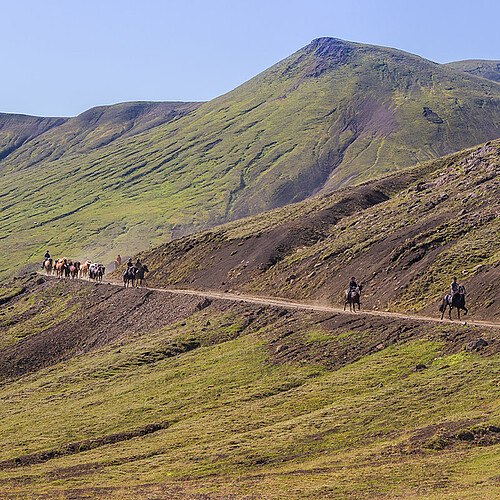 Islandpferde auf dem Weg im Landmannalaugar Island