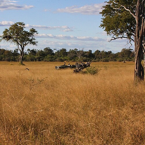 Geländewagen in der Savanne des Okavango Deltas in Botswana