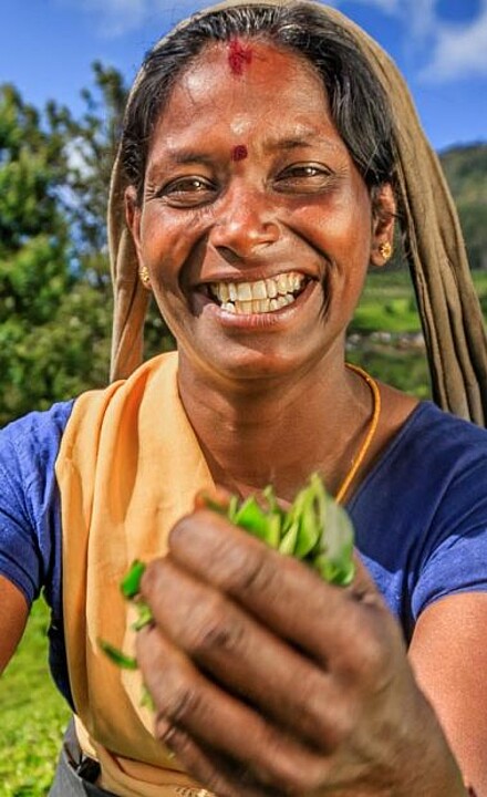 Frau bei der Ernte auf Tee Plantage in Sri Lanka 
