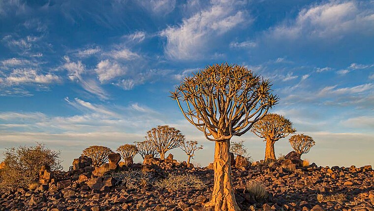 Köcherbaum im Quiver Tree Camp beim Mesosaurus Park bei Keetmanshoop auf der Reise Köcherbaum.