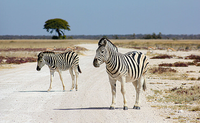 15 - Östlicher Etosha Nationalpark