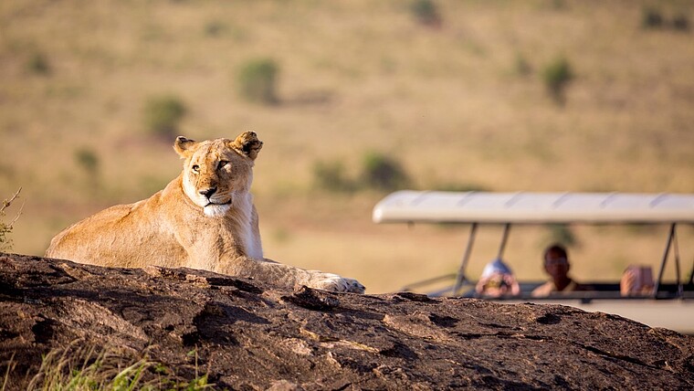Löwe sitzt auf einem Stein und wird von Safaritouristen beobachtet