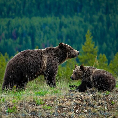 Zwei Bären vor Wald in Kanada