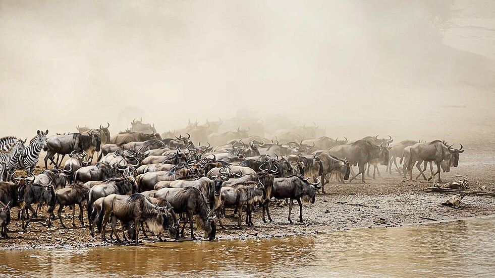 Gnu Herde im aufgewirbelten Staub am Fluss in Tansania