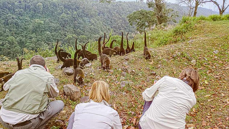 Gruppe Nasenbären werden von Touristen fotografiert in Costa Rica