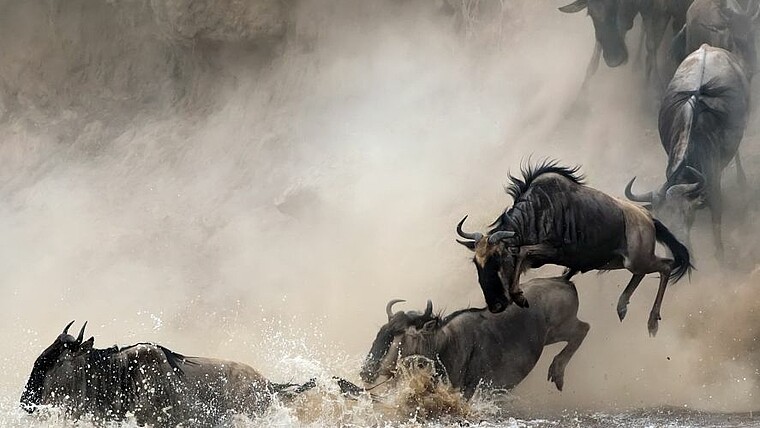 Gnus bei der Flussüberquerung in der Serengeti
