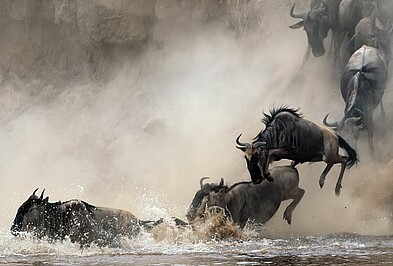 Gnus bei der Flussüberquerung in der Serengeti