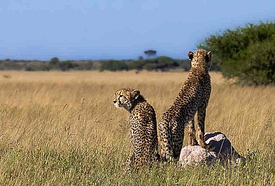 Geparden in der Savanne Botswana