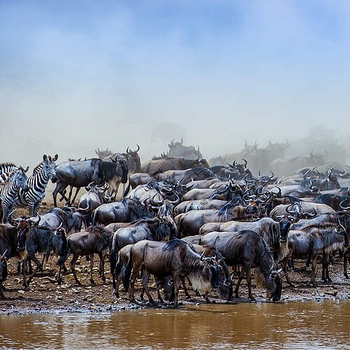 gnus und Zebras auf der Wanderung in der masai mara in Kenia
