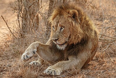 Löwe in Nationalpark in Südafrika