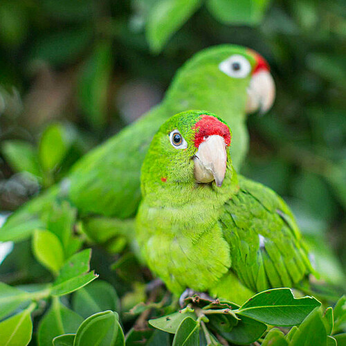 Grüne Papageien auf einem Ast in Nicaragua
