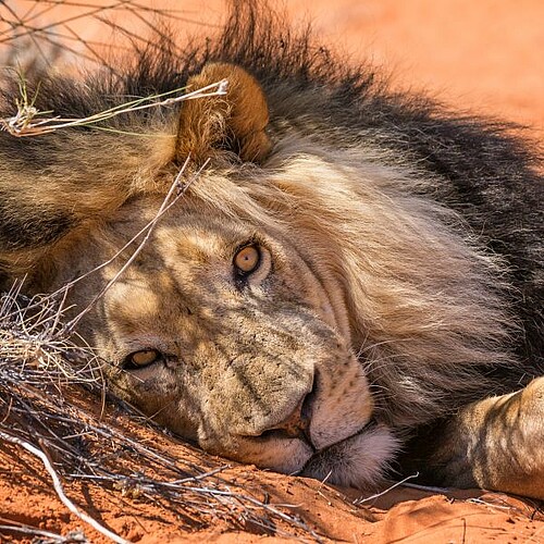 Kalahari-Löwe in der Kalahari
