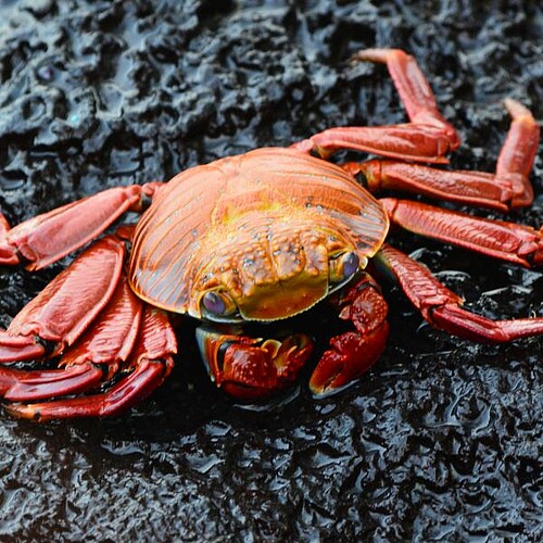 Rote Felsenkrabbe auf schwarzem Vulkanstein auf den Galápagos-Inseln