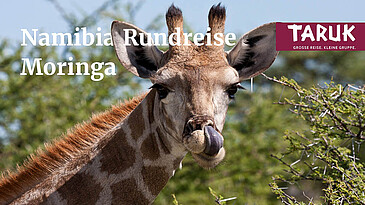 Giraffe steckt Zunge raus vor Akazienbäumen in Namibia