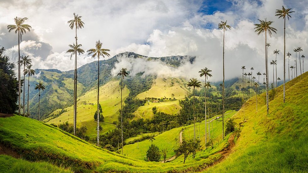 Wachspalmen im Cocora-Tal in Kolumbien