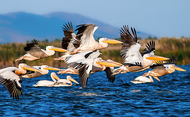 3 - Herrliche Boot-Safaris im Donaudelta