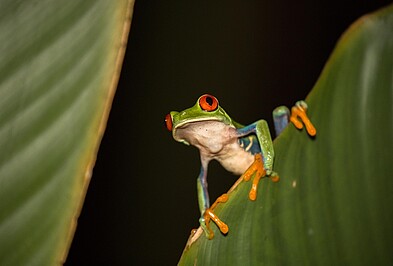 Rotaugenlaubfrosch auf grünem Blatt in Costa Rica