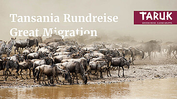 Gnu Herde im aufgewirbelten Staub am Fluss in Tansania