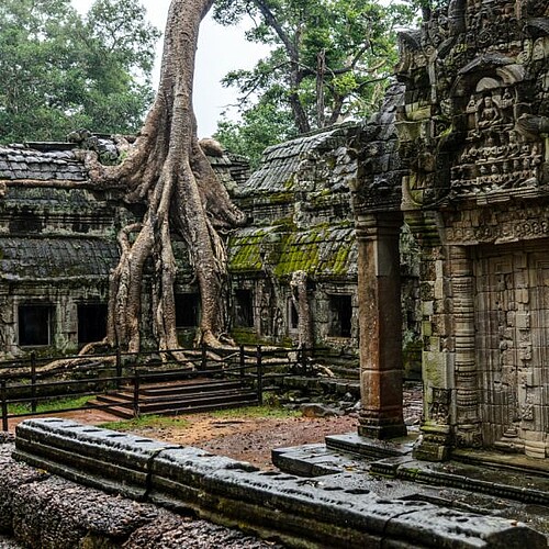 Überwachsener Tempel Ta Prohm Angkor in Kambodscha