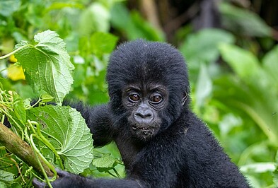 Baby Gorilla im Bwindi Impenetrable Forest Nationalpark in Uganda