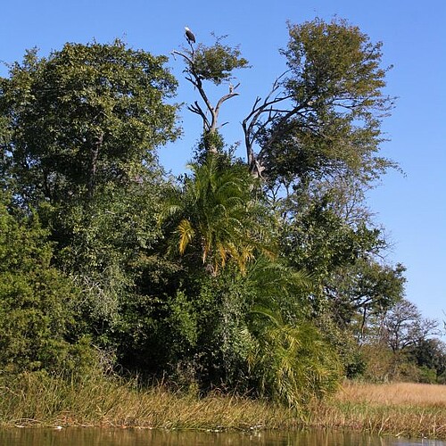 Schreiseeadler im Okavango Panhandle in Botswana