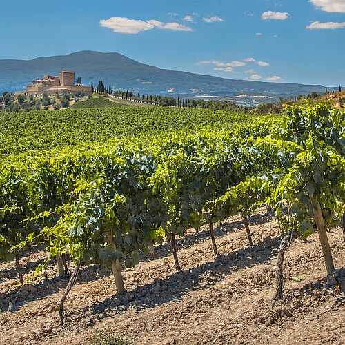Weinberge im La Rioja Weingebiet in Nordspanien