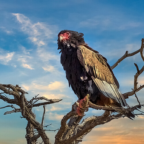 Kgalagadi Gaukler auf Baum Südafrika