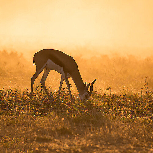 Kgalagadi Springbock Gegenlicht Südafrika