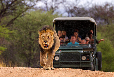 Big Five Löwe auf Safari Pirsch im Geländewagen.