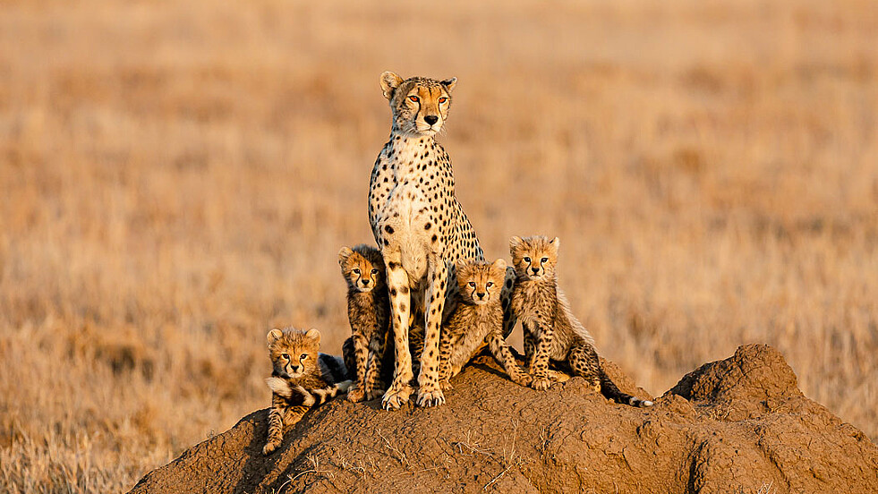 Gepard mit Jungen auf einem Termitenhügel in Kenia