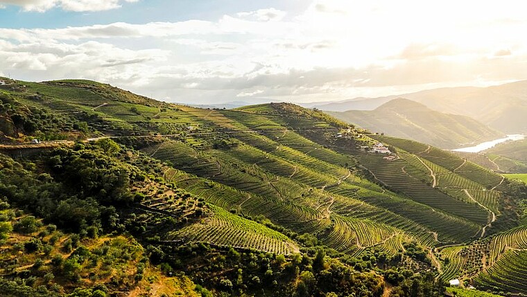 Grüne Weinhänge in Portugals Douro-Tal