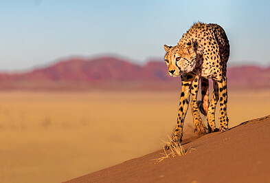 Gepard auf einer roten Düne in Namibia 