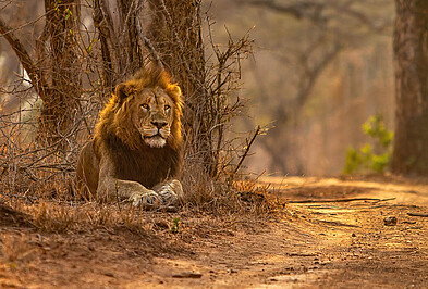 Südafrika Löwe am Weg Wald