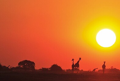 Silhouetten von Giraffen vor Sonnenuntergang in Botswana