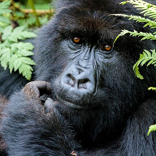 Gorilla mit gruenen Pflanzen Uganda Reise