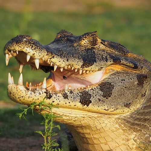 Kaiman im Pantanal in Brasilien