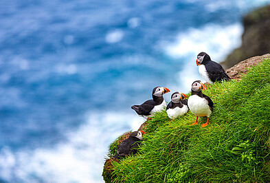 Papageientaucher Vogel Puffin Papageitaucher Island.