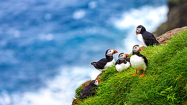 Papageientaucher Vogel Puffin Papageitaucher Island.