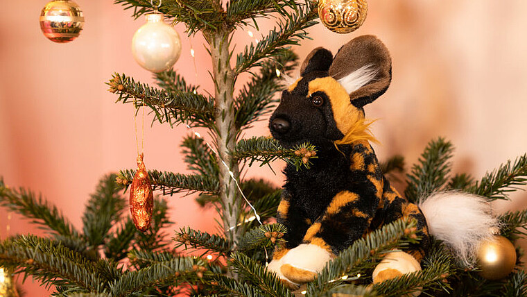Wildhund im Weihnachtsbaum