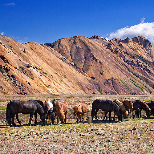 Islandpferde in Landmannalaugar Island