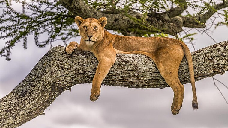 Serengeti Selous Löwe auf Baum