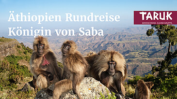 Dschelada Paviane im Simien Gebirge in Äthiopien