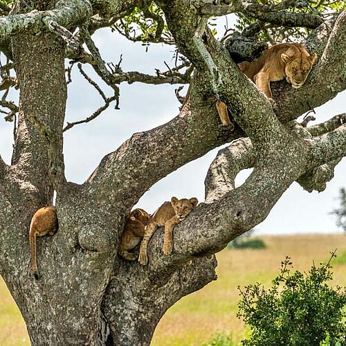 Lake Manyara Nationalpark Löwen Baum Tansania Reise