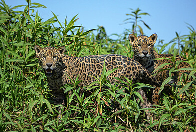 1. Platz TARUK Fotowettbewerb 2020: Jaguare im Pantanal 