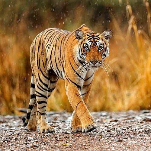 Indischer Tiger im Ranthambore Nationalpark auf Indien-Reise