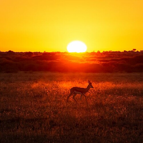 Antilope im Sonnenuntergang in der Kalahari Wüste