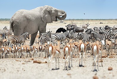 Elefant mit Antilopen und Zebras am Wasserloch im Etosha Nationalpark in Namibia